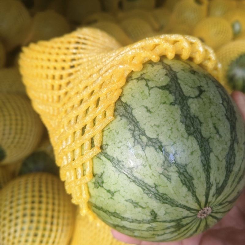 陕西吊兰西瓜