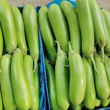 南通精品大棚青茄大量上市中大量有货价格便宜