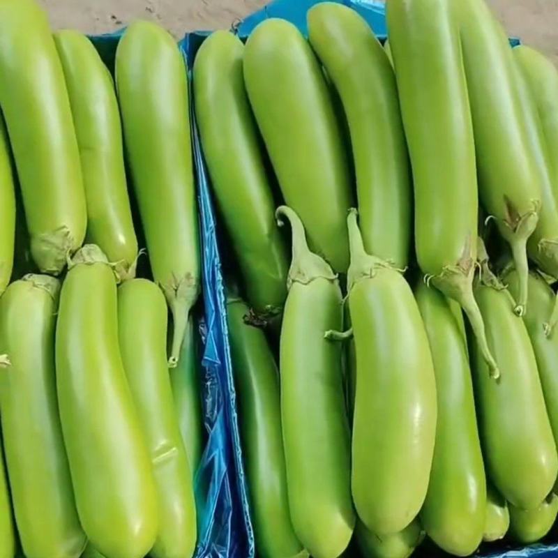 南通精品大棚青茄大量上市中大量有货价格便宜