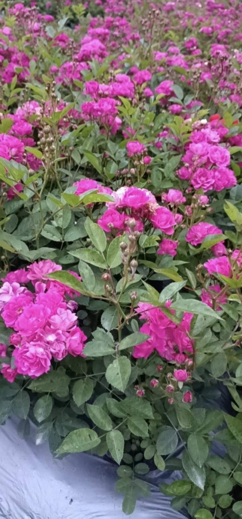 丰花月季杯苗批发，基地直销，高度20-35厘米，各种规格