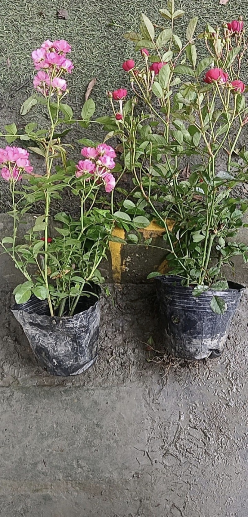 丰花月季杯苗批发，基地直销，高度20-35厘米，各种规格