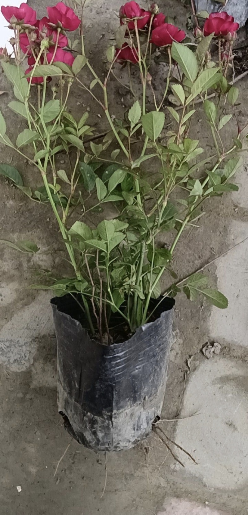 丰花月季杯苗批发，基地直销，高度20-35厘米，各种规格