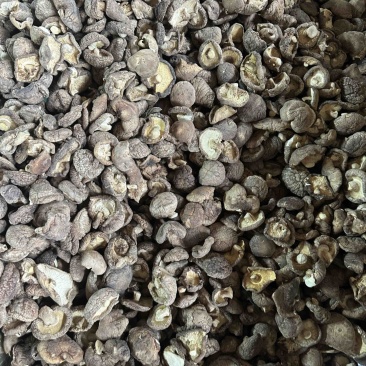 干香菇电商香菇食用菌香菇干蘑菇蘑菇干常年大量供应