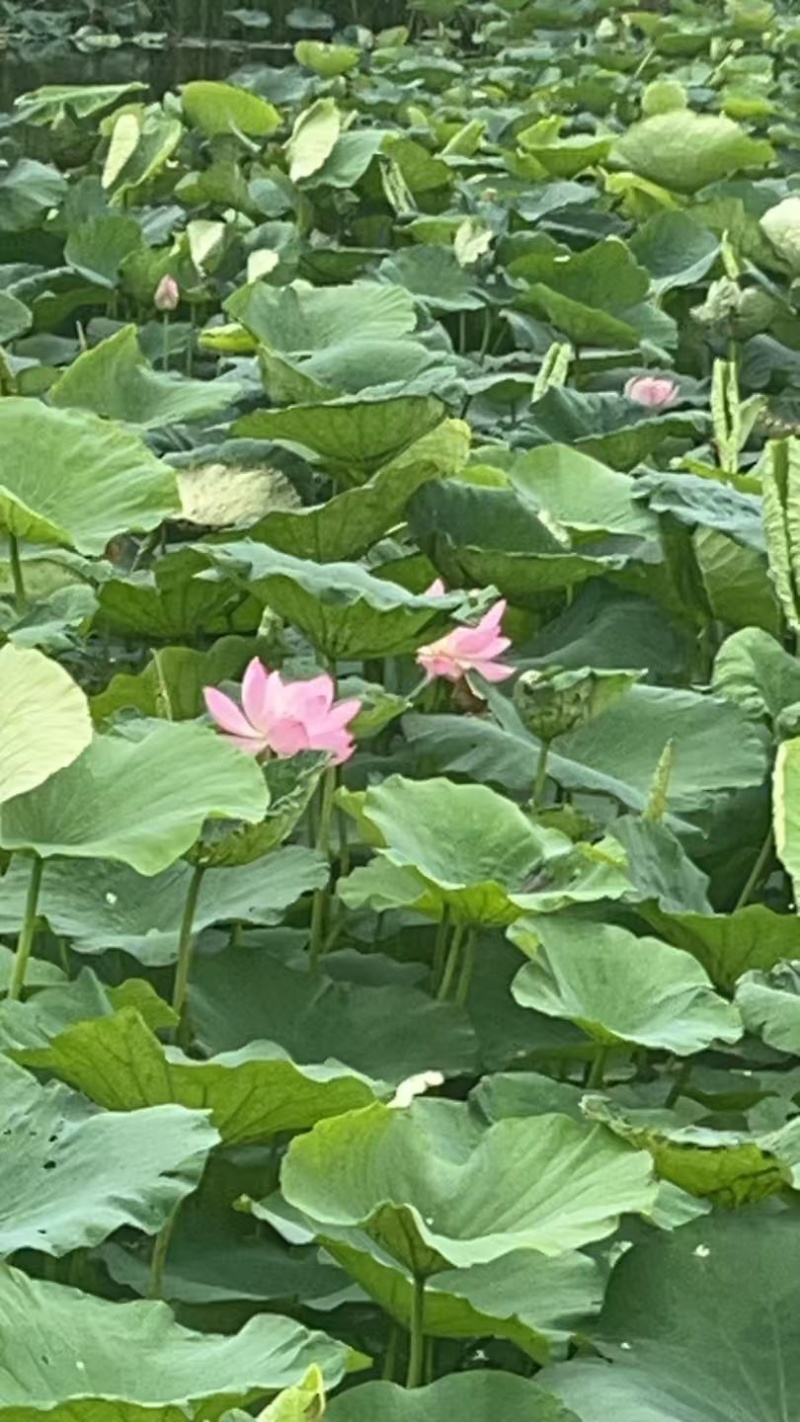 莲蓬