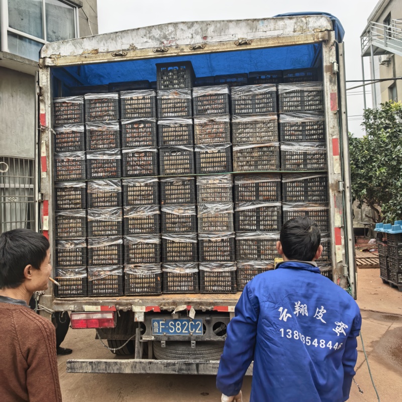 源头工厂松花蛋整箱批发地摊电商热销**高利润