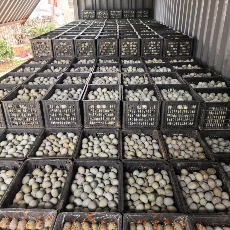 源头工厂松花蛋整箱批发地摊电商热销**高利润