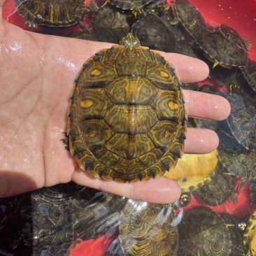 外塘冷水黄耳彩龟