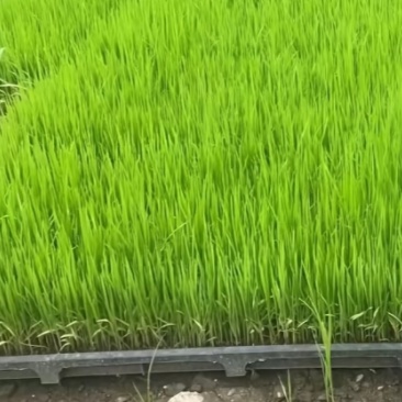 水稻秧苗，各种品种都有，购买前先联系我，地点天津
