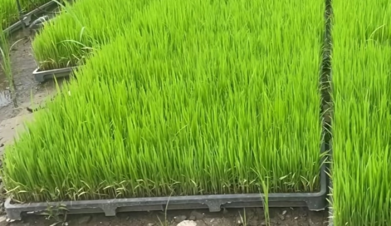 水稻秧苗，各种品种都有，购买前先联系我，地点天津