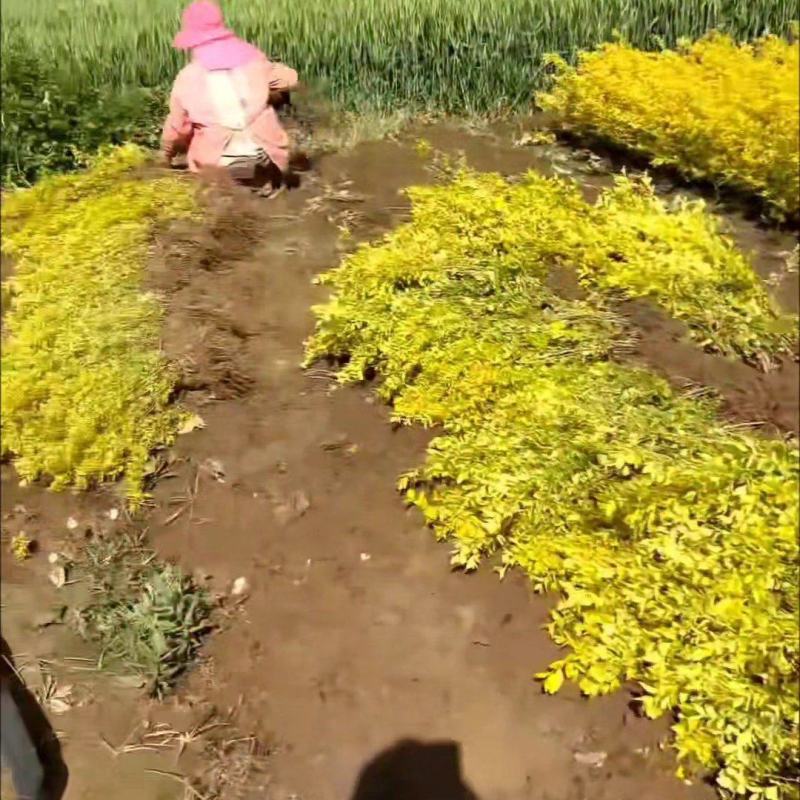 江苏金叶女贞工程苗规格齐全苗圃直销