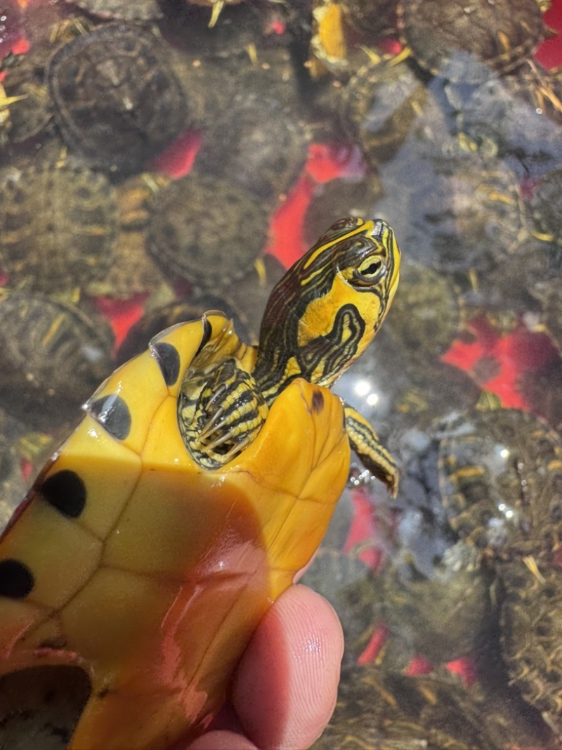 外塘冷水黄耳彩龟
