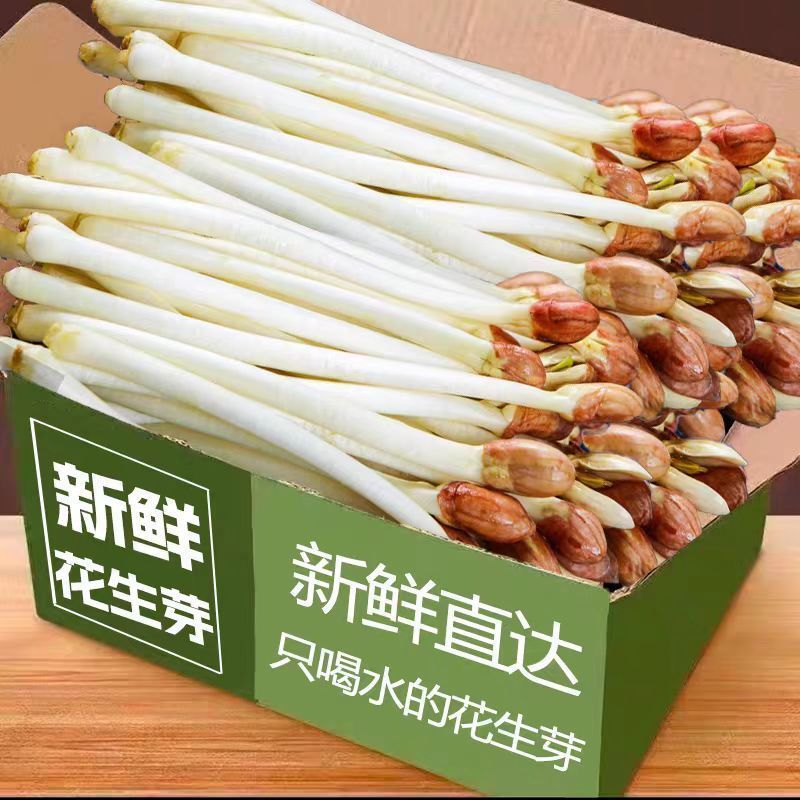 水培精品花生芽