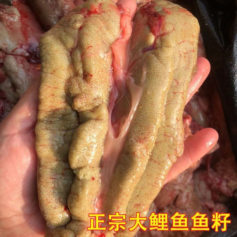 新鲜鲤鱼籽，一手货源，保质保量，量大从优，欢迎选购