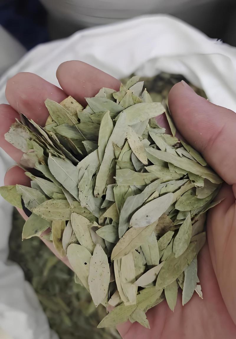 泻叶天然番泻叶中药材合作共赢诚信经营中药材