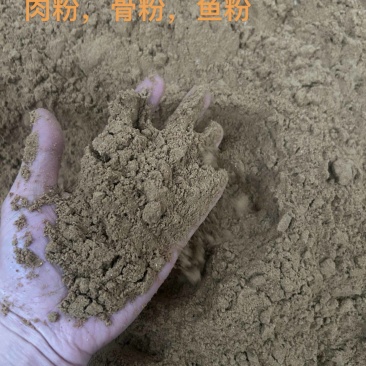 优质鸡肉粉