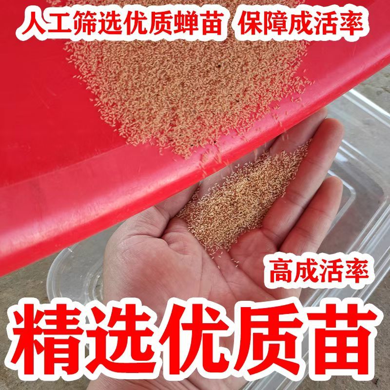 蝉匠金蝉活体蝉蚁养殖种幼苗知了猴卵孵化好爬幼苗优质蝉幼虫知了