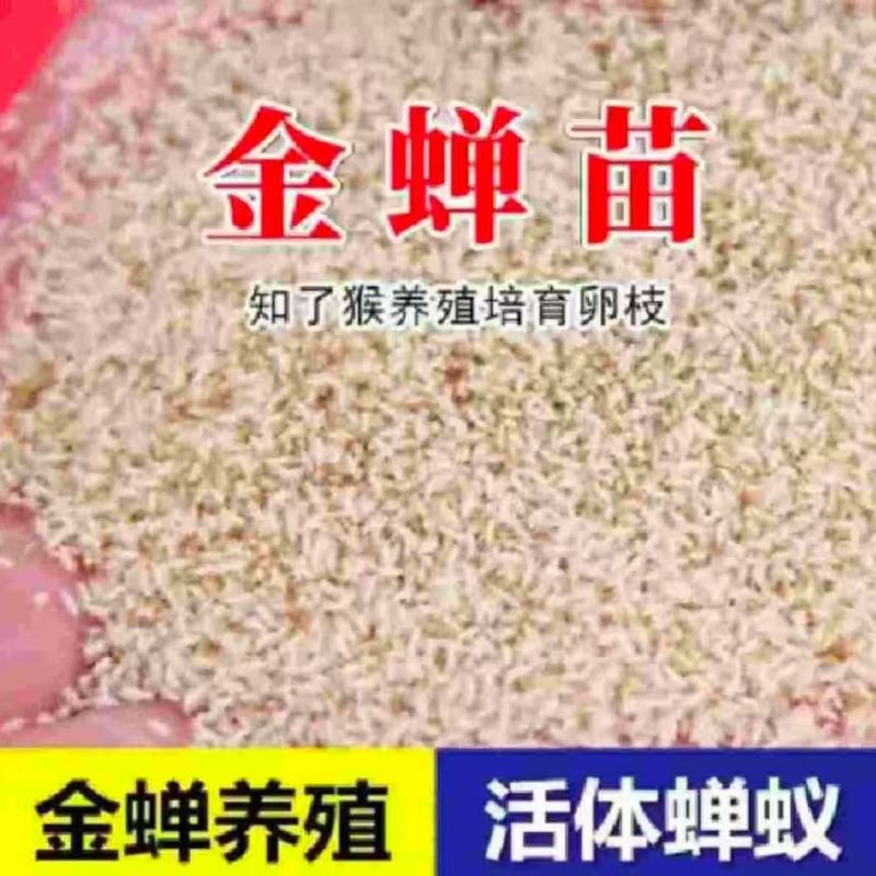 蝉匠金蝉活体蝉蚁养殖种幼苗知了猴卵孵化好爬幼苗优质蝉幼虫知了
