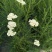 观花植物澳洲爆米花1加仑、2加仑，有量，欢迎订购。