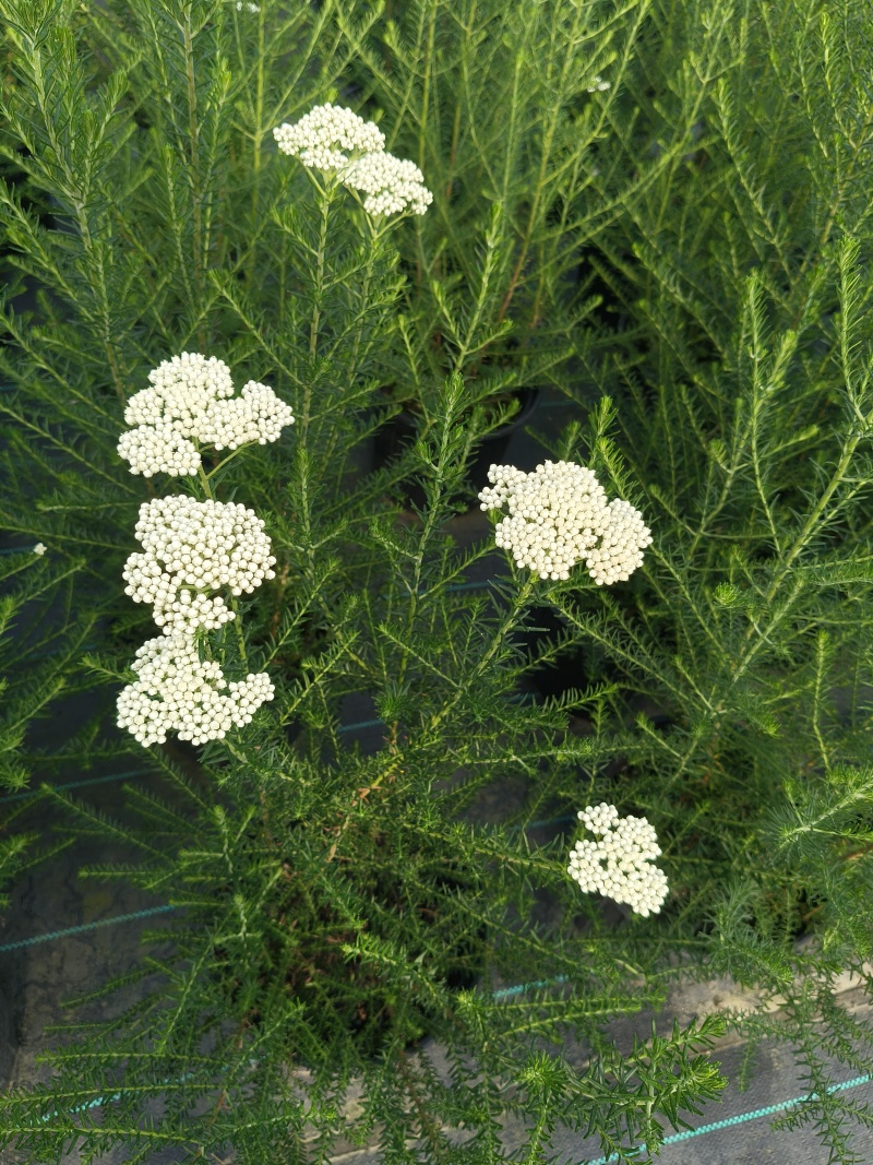 观花植物澳洲爆米花1加仑、2加仑，有量，欢迎订购。