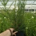 观花植物澳洲爆米花1加仑、2加仑，有量，欢迎订购。