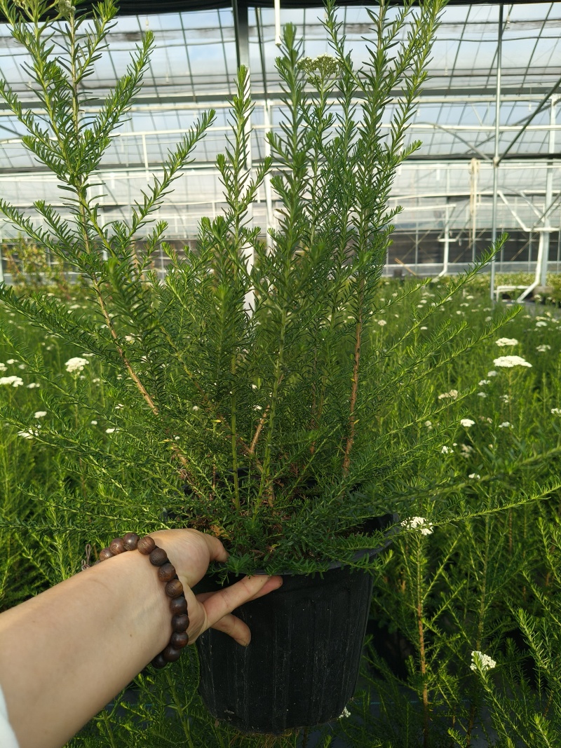 观花植物澳洲爆米花1加仑、2加仑，有量，欢迎订购。