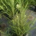 观花植物澳洲爆米花1加仑、2加仑，有量，欢迎订购。