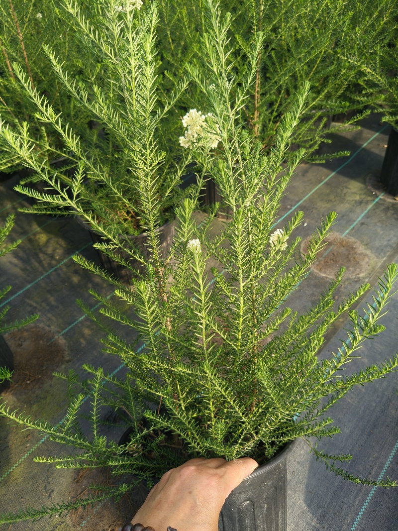 观花植物澳洲爆米花1加仑、2加仑，有量，欢迎订购。