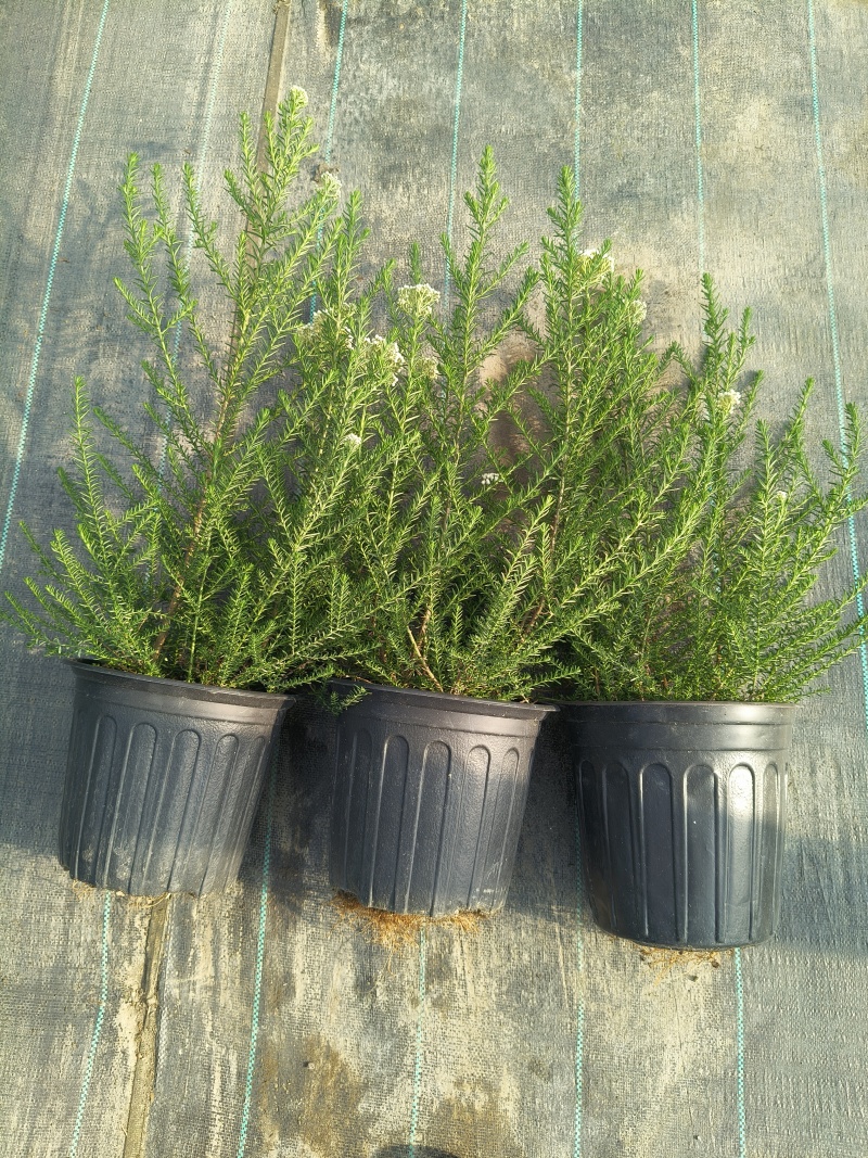 观花植物澳洲爆米花1加仑、2加仑，有量，欢迎订购。