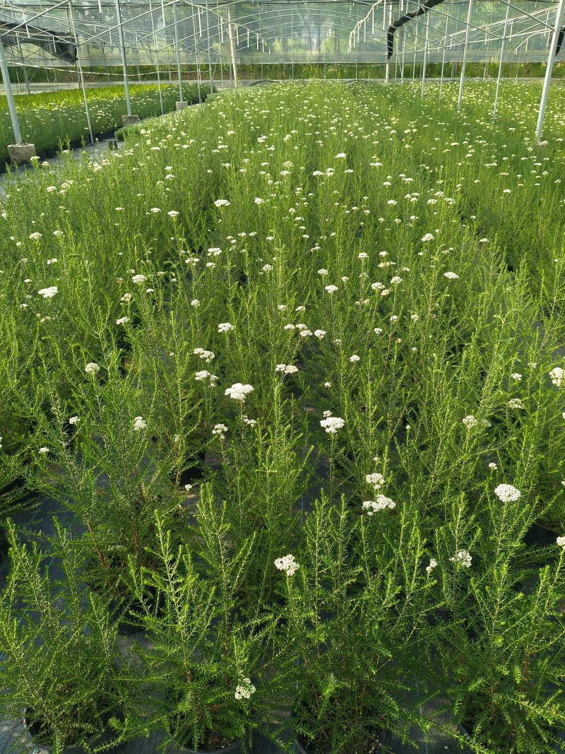 观花植物澳洲爆米花1加仑、2加仑，有量，欢迎订购。