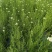 观花植物澳洲爆米花1加仑、2加仑，有量，欢迎订购。