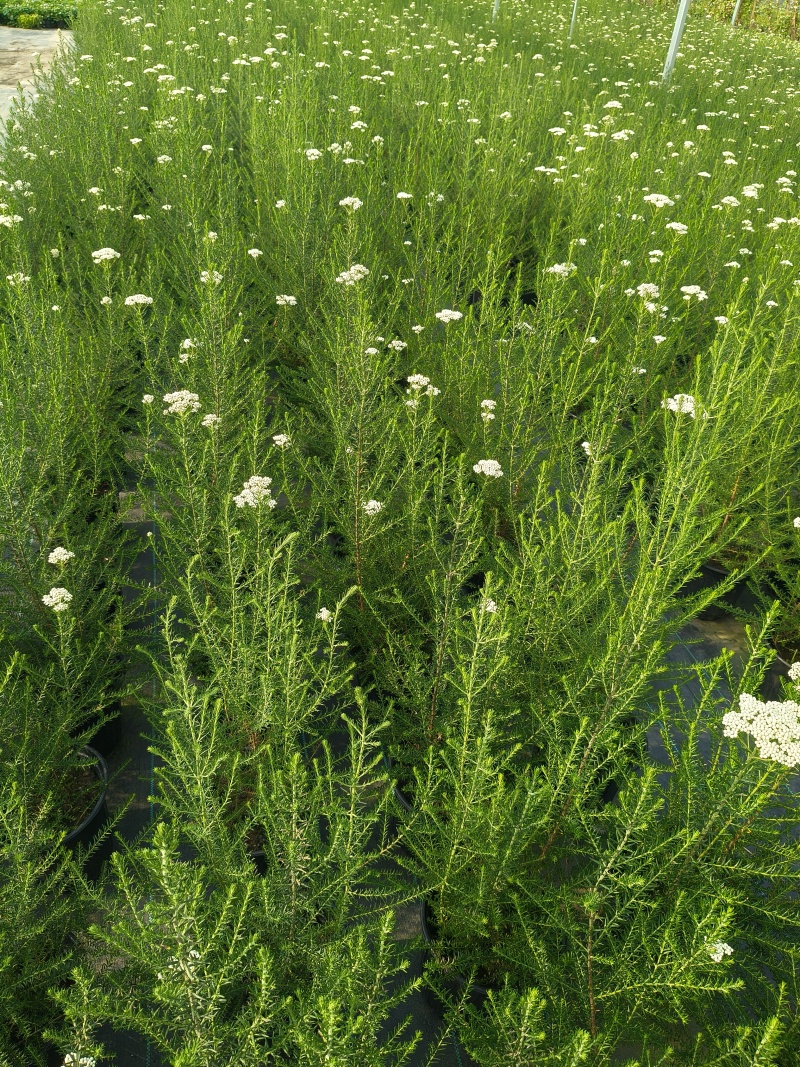观花植物澳洲爆米花1加仑、2加仑，有量，欢迎订购。