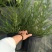 观花植物澳洲爆米花1加仑、2加仑，有量，欢迎订购。