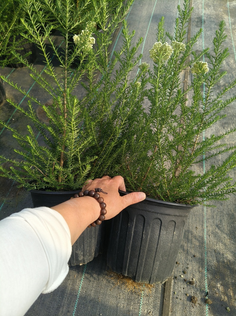 观花植物澳洲爆米花1加仑、2加仑，有量，欢迎订购。