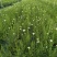 观花植物澳洲爆米花1加仑、2加仑，有量，欢迎订购。