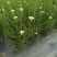 观花植物澳洲爆米花1加仑、2加仑，有量，欢迎订购。