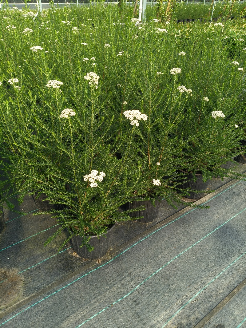 观花植物澳洲爆米花1加仑、2加仑，有量，欢迎订购。