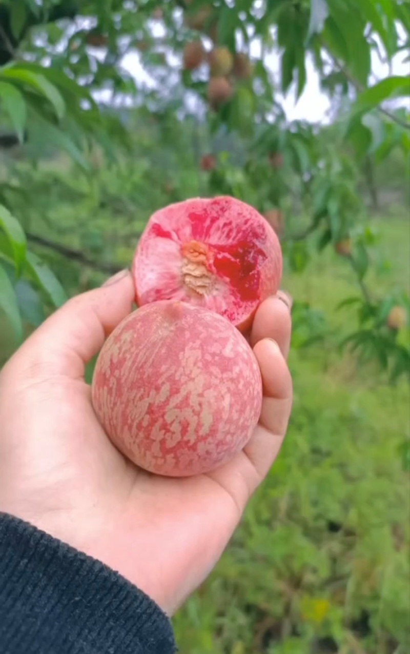 高山毛桃