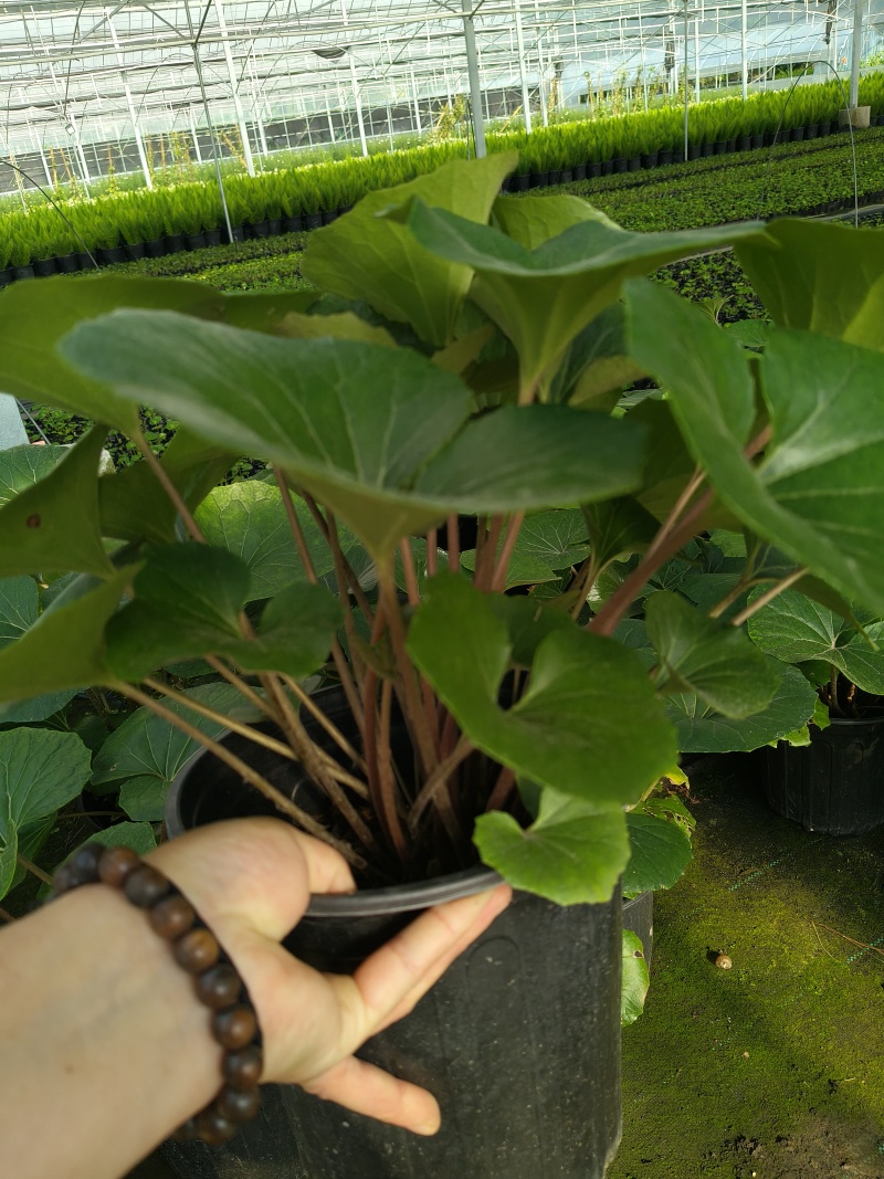 大叶吴风草1加仑、2加仑，基地有量，欢迎来一亩田订购。