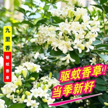 九里香种子盆栽阳台庭院七里香千里香九里香开花香气袭人驱蚊