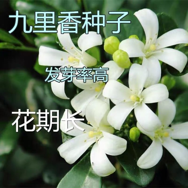 九里香种子盆栽阳台庭院七里香千里香九里香开花香气袭人驱蚊