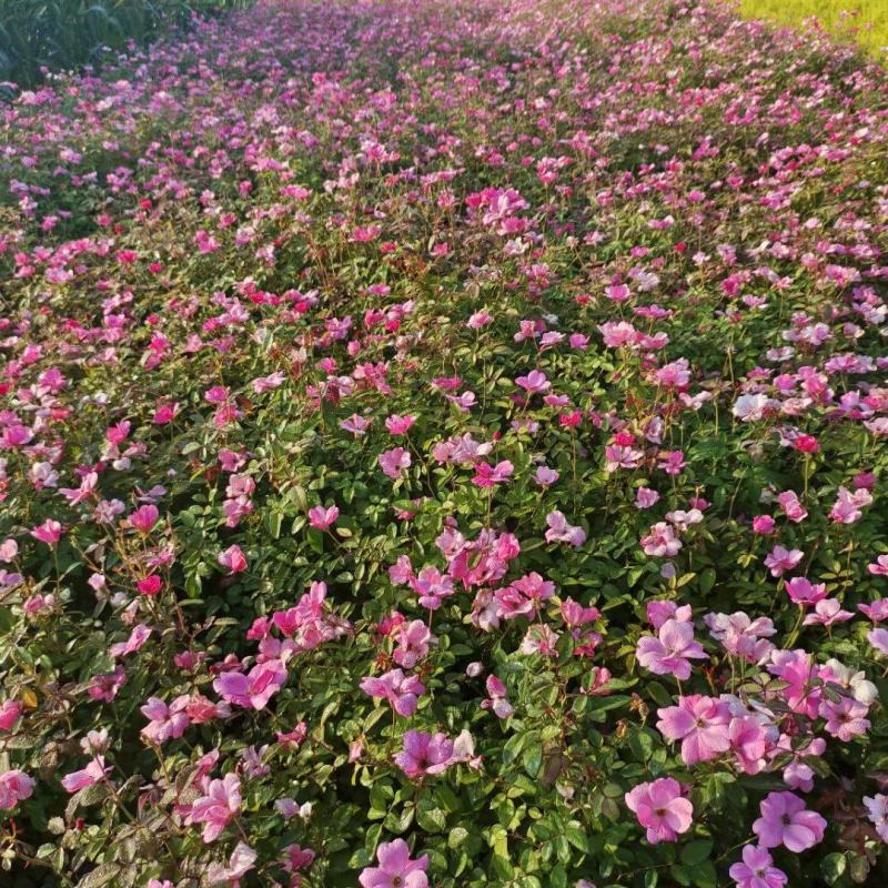 丰花月季规格齐全品种繁多苗圃直销