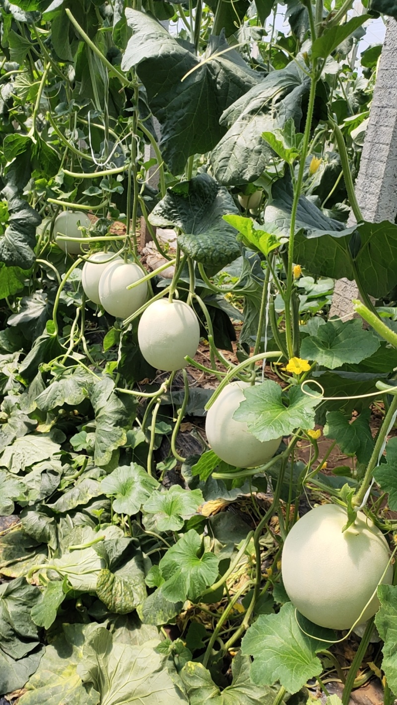 山东寿光玉菇甜瓜，玉菇产地大量有货，包地包棚的，整车出货