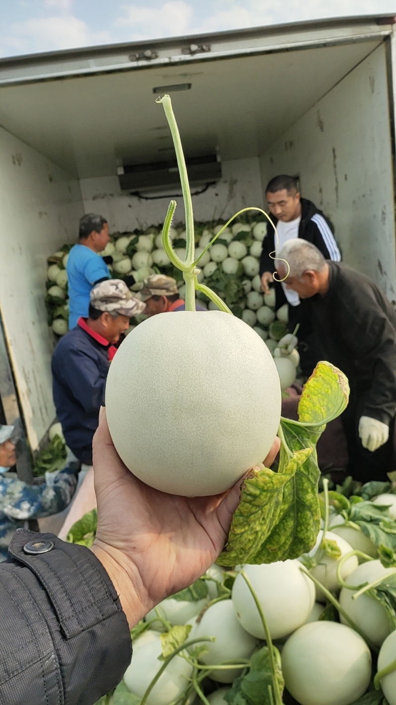 山东寿光玉菇甜瓜，玉菇产地大量有货，包地包棚的，整车出货