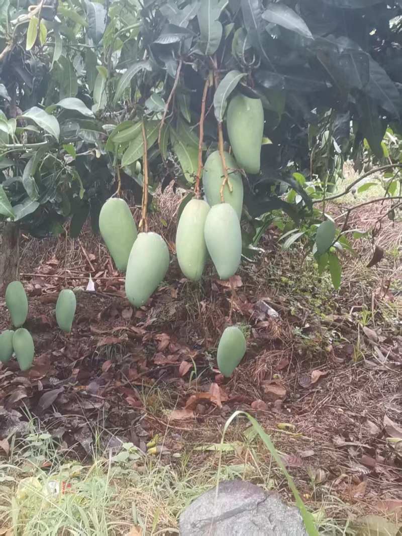 云南西双版纳大青芒、金黄芒货源充足、产地直发品质保证