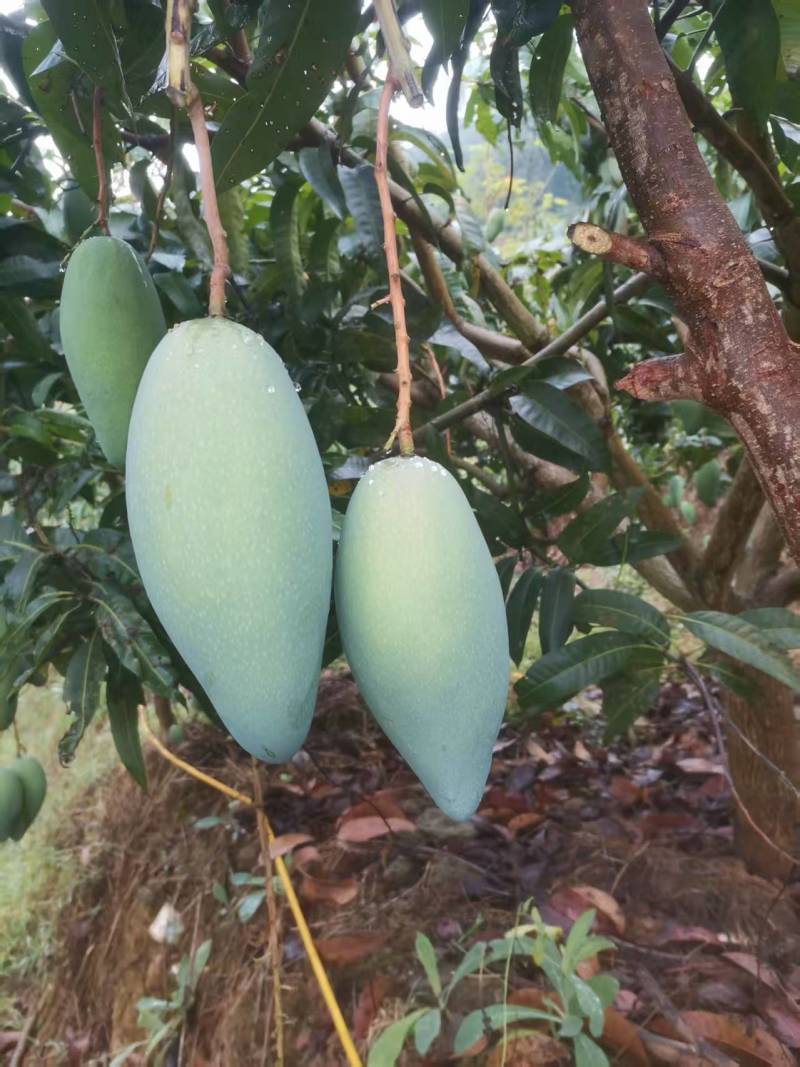 云南西双版纳大青芒、金黄芒货源充足、产地直发品质保证