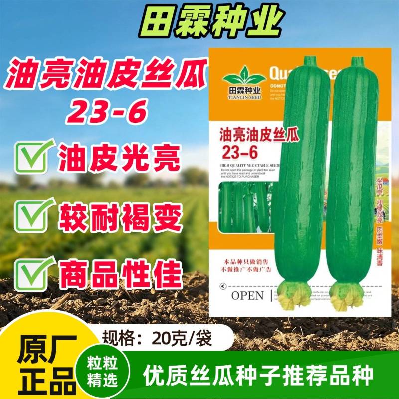 油亮肉丝瓜种子坐果率高果型顺直耐热春秋播种丝瓜种籽杂交种