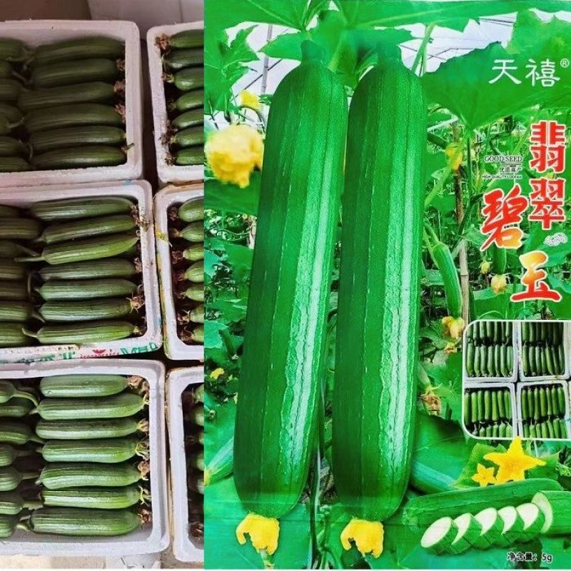 油亮肉丝瓜种子坐果率高果型顺直耐热春秋播种丝瓜种籽杂交种