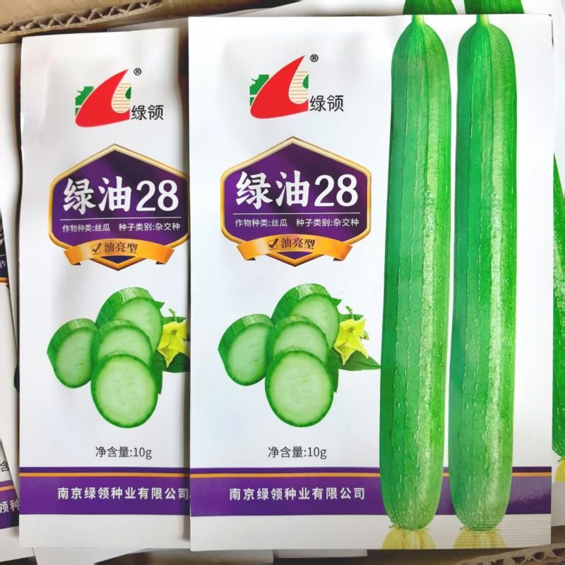 油亮肉丝瓜种子坐果率高果型顺直耐热春秋播种丝瓜种籽杂交种