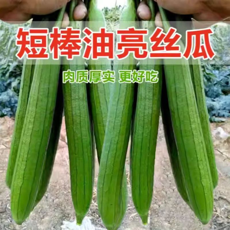 油亮肉丝瓜种子坐果率高果型顺直耐热春秋播种丝瓜种籽杂交种