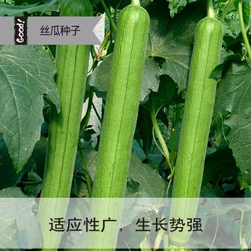 油亮肉丝瓜种子坐果率高果型顺直耐热春秋播种丝瓜种籽杂交种